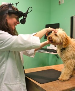 Dr. Cullen conducting Bailey's eye exam for his eye certification.