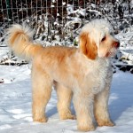 baileys first snow 6