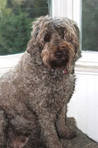 Labradoodles by Design Lucy!