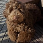 Little Pepper Feb. 2016