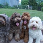 18835659_10154489272836366_7701110222087239876_n