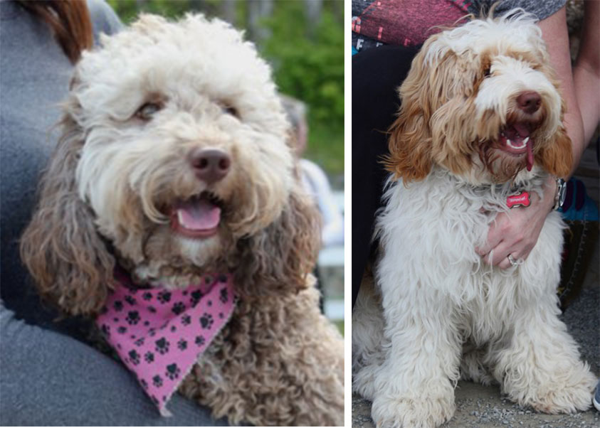 WillaSpock – Labradoodles By Design