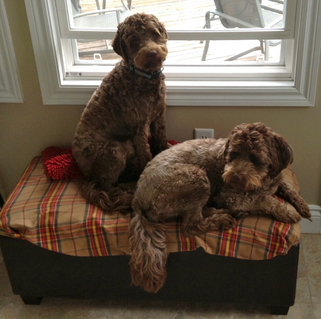 photo-5 – Labradoodles By Design