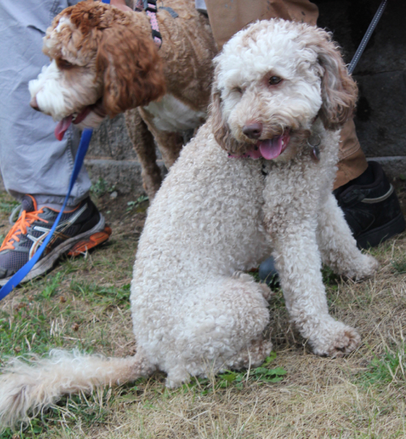Willa – 1 – Labradoodles By Design