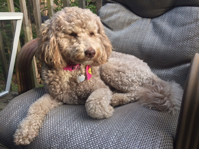 Willa – Labradoodles By Design