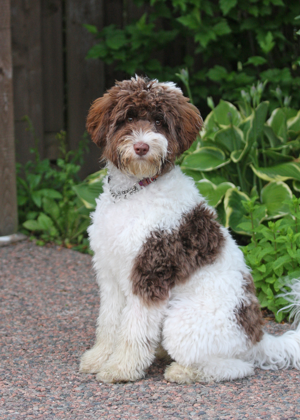 0438 – Labradoodles By Design