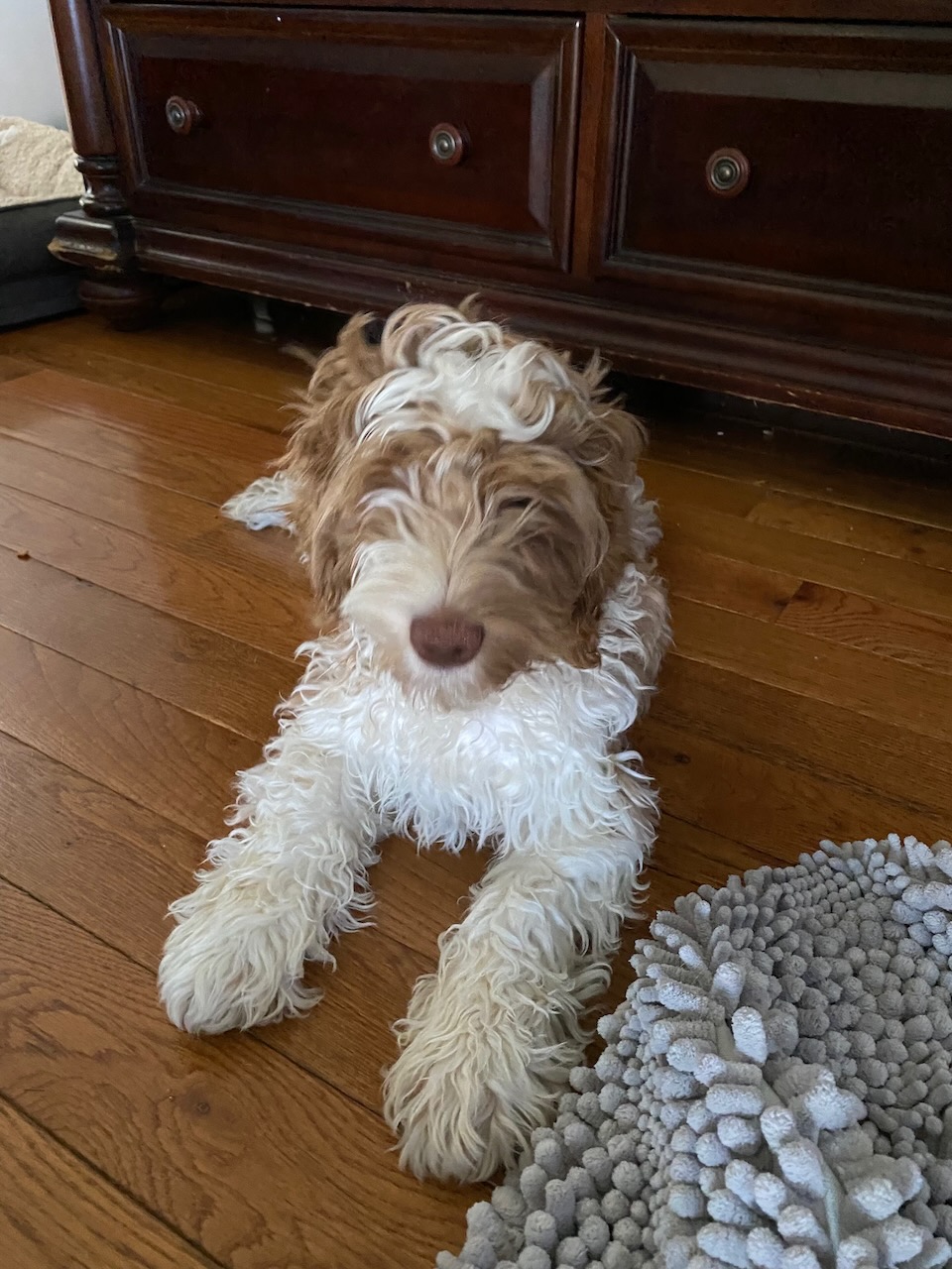 Labradoodles of Long Island Billy Joel (New York State of Mind